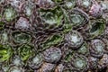 Succulent spider web houseleek sempervivum arachnoideum occupying the entire frame