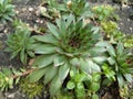Succulent Stone Flower2