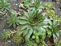 Succulent Stone Flower4