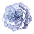 Succulent Stone Flower watercolor illustration Royalty Free Stock Photo