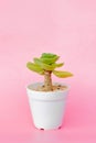 Succulent stone rose cactus in white pot