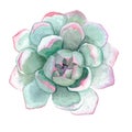 Succulent Stone Rose Flower watercolor illustration Royalty Free Stock Photo