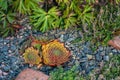 Succulent stone rose on garden background. Top view