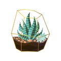 Succulent striped green plant in terrarium wire pot