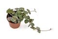 Succulent trailing vine `Ceropegia Woodii` houseplant in flower pot isolated on white background