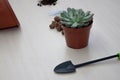 Succulent transplant at home. Royalty Free Stock Photo