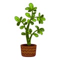 Succulent tree plant pot icon cartoon vector. Blossom jungle Royalty Free Stock Photo