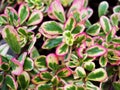 Succulent Tricolor Portulaca Grandiflora Seeds Trailing succulent plant Hana Misteria ,Pink portulaca Pilosa ,Rose Moss Colorful L