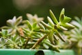 Succulent type of plant in a green vase with blurred background