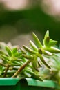 Succulent type of plant in a green vase with blurred background