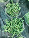 A succulent Verity vine plant call pea vine Royalty Free Stock Photo