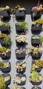 Succulent wall garden in Southern California outdoor shopping center