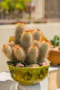 Succulent water wise desert garden Royalty Free Stock Photo