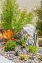 Succulent water wise desert garden Royalty Free Stock Photo