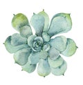 Succulent in watercolor