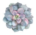 Succulent in watercolor