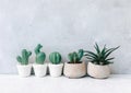 Succulent on a white background, minimalism photo. Home plant