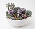 Succulent in white ceramic pot. Echeveria, Graptosedum and Sedum succulent on white background. Succulent and cactus propagation Royalty Free Stock Photo