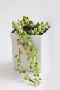 Succulent in white pot. Evergreen senecio rowleyanus variegata plant. Variegated small closeup colorful botanic foliage