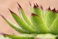 Succulent withrain drops Royalty Free Stock Photo