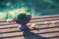 Succulent on a wooden garden table in an oneiric atmosphere