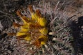 Succulent yellow blooms on Barrel Cactus, Tucson Mountain Park, Arizona Royalty Free Stock Photo