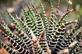 Succulent Zebra plant ,Haworthia Aloe Vera ,Pearl plant ,Zebra cactus ,Star window ,Cushion Aloe ,Haworthia fasciata South African