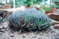 Succulent, Zebra Plant, Haworthia Fasciata.