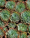 Succulents Royalty Free Stock Photo