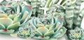 Succulents and aloe vera watercolor Vector background. Botany garden exotic banner posters
