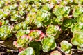 Succulents in autumn