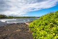 Succulents on the Black Sand Beach, Hawaii