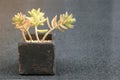 Succulents in Black Square Clay Pot on Granite Top Dining Table