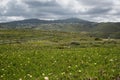 Succulents blooming in the fields Royalty Free Stock Photo