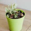 Succulents and cacti in green pot Royalty Free Stock Photo