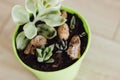 Succulents and cacti in green pot Royalty Free Stock Photo
