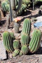 Succulents and Cacti Growing at the Hunter Region Botanic Gardens