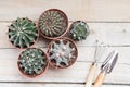 Succulents, cacti on a light gray wooden background, beside lie a rake, a scapula. Transplant, gardening, hobby