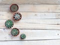 Succulents, cacti on a light gray wooden background, Transplant, gardening, hobby