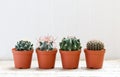 Succulents, cacti on a light gray wooden background, Transplant, gardening, hobby