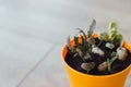 Succulents and cacti in orange pot Royalty Free Stock Photo