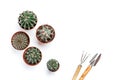 Succulents, cacti on a white wooden background, beside lie a rake, a scapula. Transplant, gardening, hobby