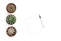 Succulents, cacti on a white wooden background, Transplant, gardening, hobby