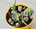 Succulents and cacti in yellow pot Royalty Free Stock Photo