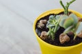 Succulents and cacti in yellow pot Royalty Free Stock Photo