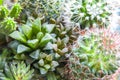 Succulents cactus, botanical garden background. Tropical greenhouse of various types of succulents. Royalty Free Stock Photo