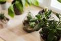 Succulents and cactus in concrete pots. Scandinavian interior