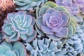 Succulents or cactus in desert botanical garden for decoration and agriculture design