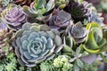 Succulents or cactus in desert botanical garden for decoration and agriculture design