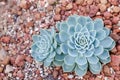 Succulents or cactus in desert botanical garden and stone pebbles background. succulents or cactus for decoration.